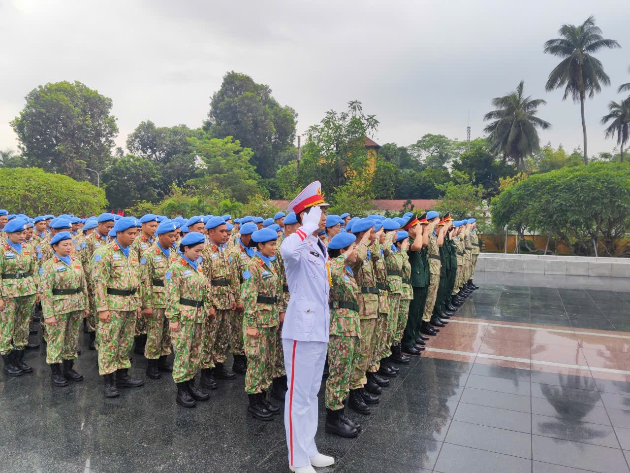 cuc gin giu hoa binh dtn